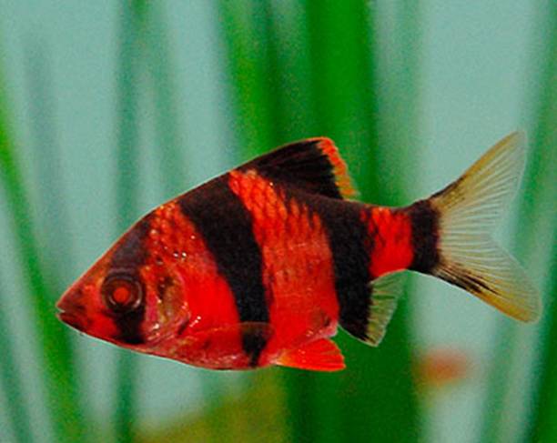 БАРБУС GLO FISH Суматранский красный размер M рыбка для аквариума/Barbus  еetrazona red Glo Fisf/ | Зоомагазин Зоо сити